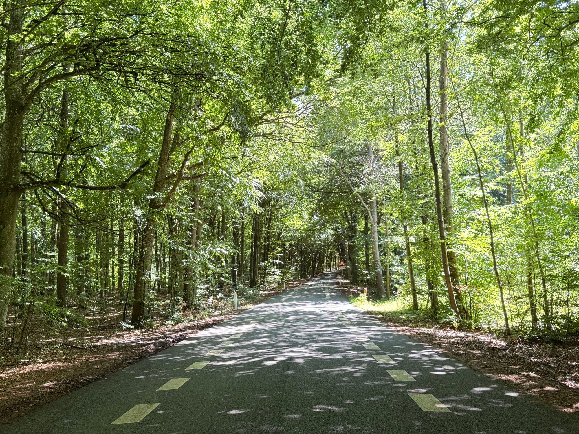 Ravnsholt Forest